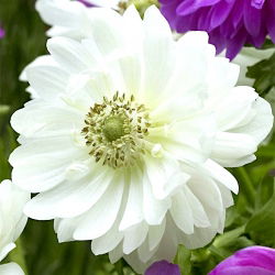 Anemone Mount Everest XXXL pachet 400 buc.