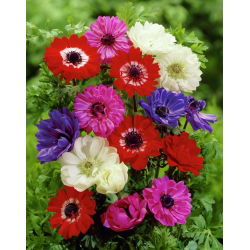 Anemone St Brigid mix - Confezione XXL - 80 pz