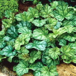 Heuchera, Alumroot Dale's Strain - nagy csomag! - 10 db.