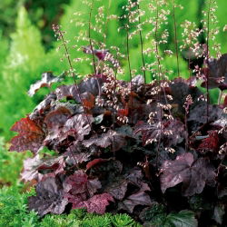 Heuchera, Alumroot Purple Palace - nagy csomag! - 10 db.