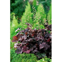 Heuchera, Alumroot Purple Palace - XL csomag - 50 db.