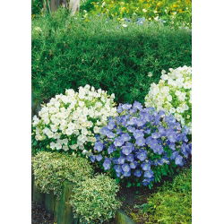 Tussock Bellflower - Mixed - Campanula carpatica - Charming Summer Bells - Fresh Seeds