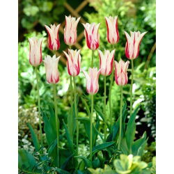 Tulipano - Marilyn - Tulipa - Bacio bianco sulle labbra cremisi - Bulbi - Confezione grande - 50 pz