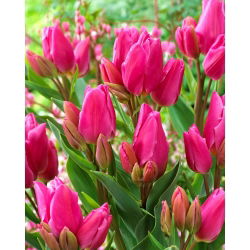 Tulpės Happy Family - pakuotėje yra 5 vnt - Tulipa Happy Family