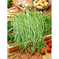 Hạt đậu đũa - Vigna sinensis - 60 hạt