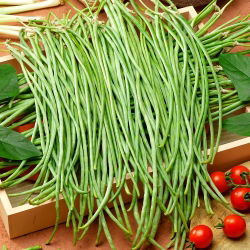 Hạt đậu đũa - Vigna sinensis - 60 hạt