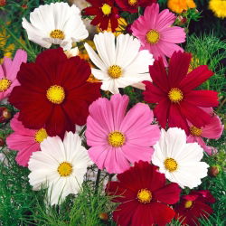 Sementes Cosmos Vega Mix - Cosmos bipinnatus - 150 sementes