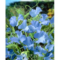 Guisante de Olor - azul - Lathyrus odoratus - Flores azules con aroma celestial para tu jardín - Semillas frescas