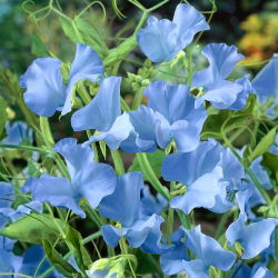 Guisante de Olor - azul - Lathyrus odoratus - Flores azules con aroma celestial para tu jardín - Semillas frescas
