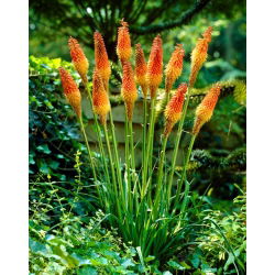 Kniphofia, Red Hot Poker, Tritoma Uvaria - liela pakete! - 10 gab.