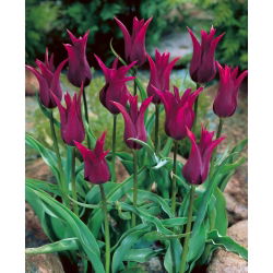 Tulp Burgundy - pakket van 5 stuks - Tulipa Burgundy