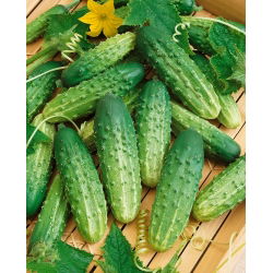 Cucumber - Octopus F1 - Disease-Resistant for Consistent Harvests! - Fresh Seeds