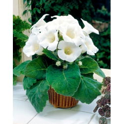 Gloxinia - Mont Blanc