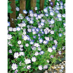 Baby blue eyes - sortide valik - 350 seemnet - Nemophila - seemned