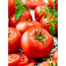 Tomato - Adam F1 - Firm and Long-Lasting with Storage Quality - Fresh Seeds