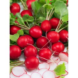 BIO - Radish "Saxa 2" - certified organic seeds - 425 seeds