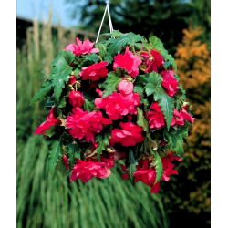 Begonia ×tuberhybrida pendula - roze - pakket van 2 stuks