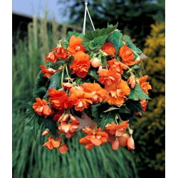 Begonia Pendula Cascade Orange - 2 cibuľky - Begonia ×tuberhybrida pendula
