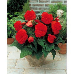 Fimbriata (franjuri) begonia - rosu - pachet mare! - 20 buc.