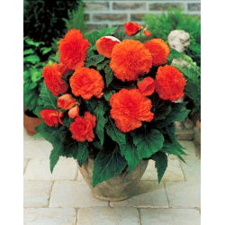 Begonia Fimbriata oranžová - 2 cibule