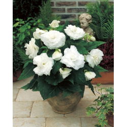 Begonia Large Flowered Double White - 2 cibule - Begonia ×tuberhybrida 