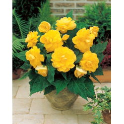 Begonia Large Flowered Double Yellow - 2 cibule - Begonia ×tuberhybrida 