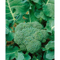 Spargelkapsas - Calabrese Natalino - 300 seemned - Brassica oleracea L. var. italica Plenck
