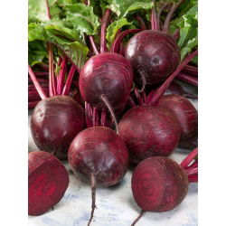 Pancar "Betina" - 500 tohumlar - Beta vulgaris