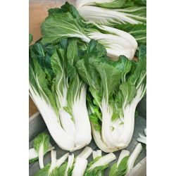 Pak Choi -   - Hojas tiernas y crujientes, excelentes para muchos platos - Semillas frescas