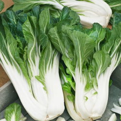 Pak Choi -   - Hojas tiernas y crujientes, excelentes para muchos platos - Semillas frescas