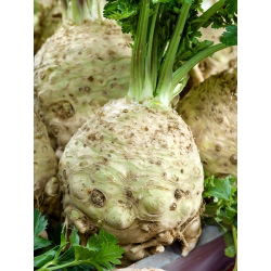 Celeriac, Sayuran akar "Maxim" - pelbagai lewat - 2600 biji - Apium graveolens - benih