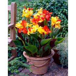 Canna Cleópatra - pacote grande! - 10 pcs.