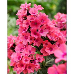 Phlox Windsor - stort paket! - 10 st