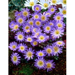 Anemone Charmer - pachet XXXL - 400 buc.