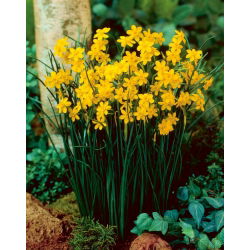 Нарцисова бебешка луна - нарцис бебешка луна - 5 луковици - Narcissus