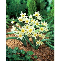 Turkestanica lale - Lale Turkestanica - 5 soğan - Tulipa Turkestanica