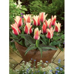Tulipa Turkish Delight - Tulip Turkish Delight - 5 lampu
