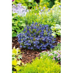 Edging lobelia - Blue - Lobelia erinus - Thrives in Containers and Hanging Baskets - Fresh Seeds