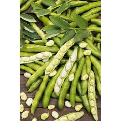 Đậu rộng "Rồng" - giống rất sớm với hạt lớn - Vicia faba L.