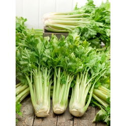 Cellery "Zefir" - dihargai untuk rasa yang sangat baik dan nilai pemakanan - 900 biji - Apium graveolens - benih