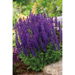 Stäppsalvia - blålila - Salvia nemorosa l. - Lång blomning, flerårig skönhet - Färska frön