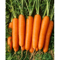 Carota - Nantaise 2 - Semi a nastro - Polpa dolce e consistenza croccante - Semi Freschi