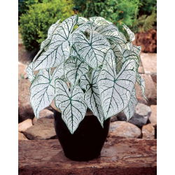 Caladium - Candidum - fehér; elefántfül, Jézus szíve, angyalszárny - nagy csomag! - 10 db.