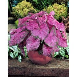 Caladium - Fannie munson - lila; elefántfül, Jézus szíve, angyalszárny - nagy csomag! - 10 db.