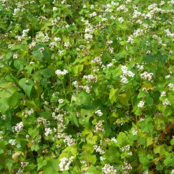 Grano saraceno "Panda" - 1 kg - 