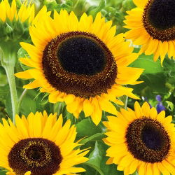 Girasol - Taiyo - Helianthus annuus - 1 kg - Flor alta para corte, cualificada para subsidios - Semillas frescas