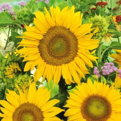 Girasol - Sunspot - Helianthus annuus - 1 kg - Flores vibrantes, perfectas para campos - Semillas frescas
