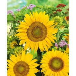 Girasol - Sunspot - Helianthus annuus - 1 kg - Flores vibrantes, perfectas para campos - Semillas frescas