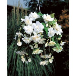 Begonia ×tuberhybrida pendula - fehér - csomag 2 darab