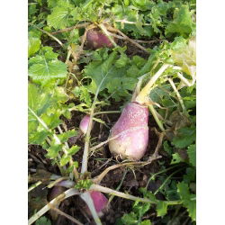 Voederraap "Polybra" - 100 g - 